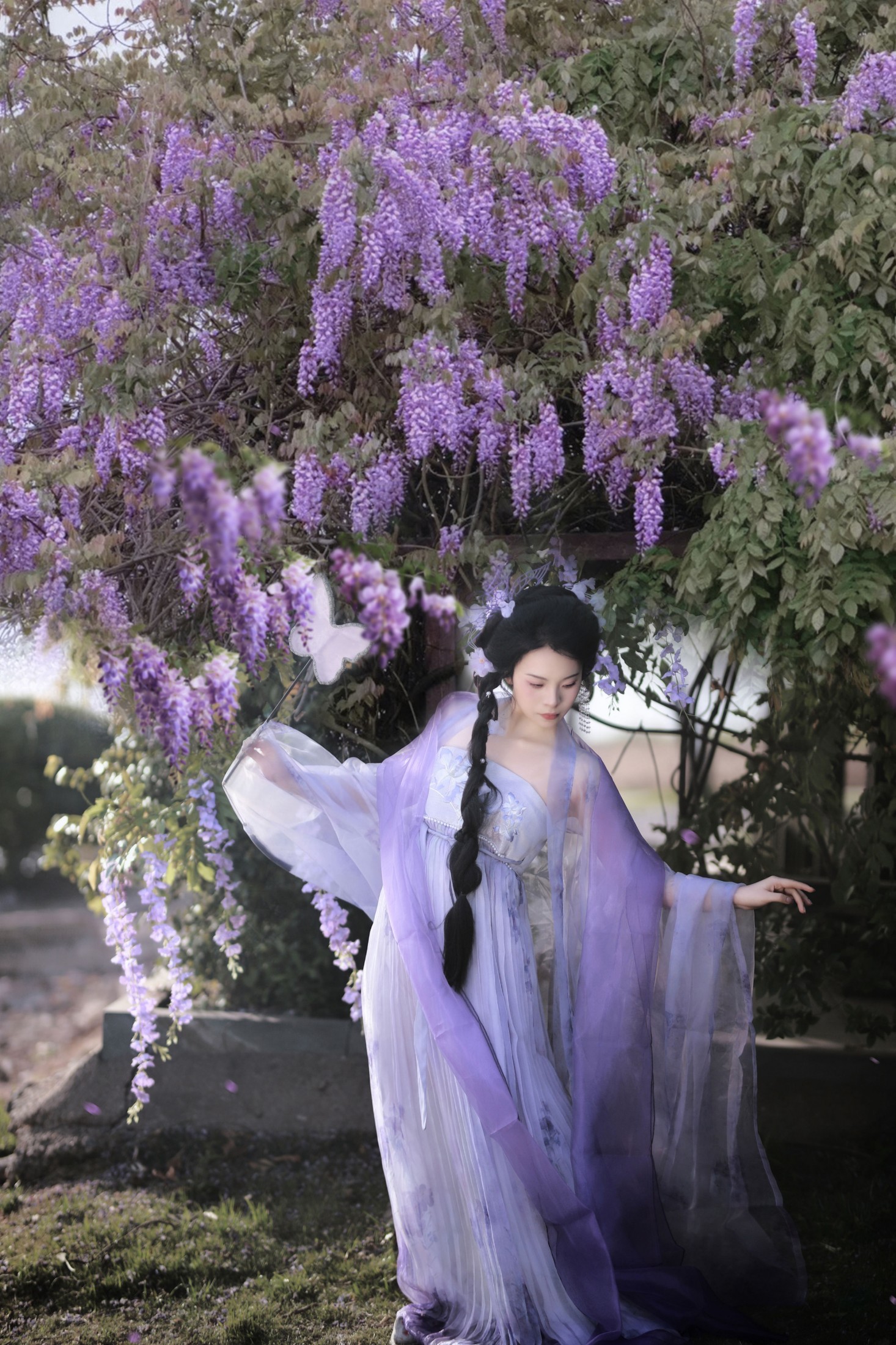 图片[2]-– 《紫藤花开》[11P]-蜜私库
